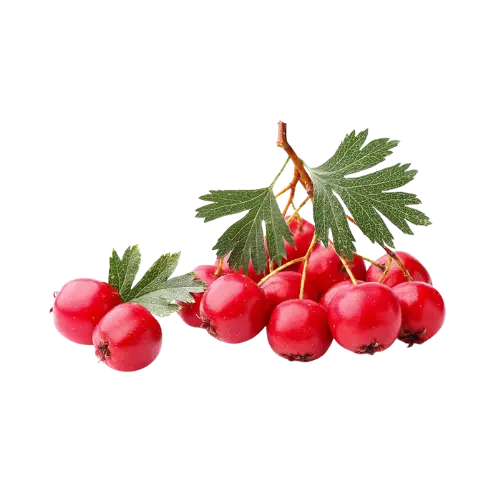 Hawthorn Berry